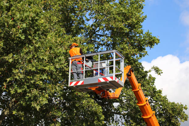 Best Root Management and Removal  in Red Wing, MN