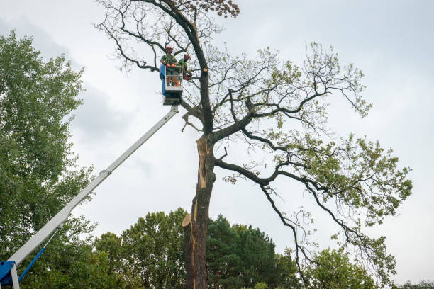 Best Fruit Tree Pruning  in Red Wing, MN