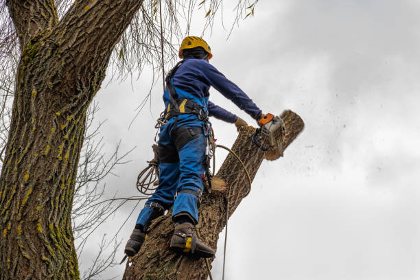 Red Wing, MN Tree Removal Company