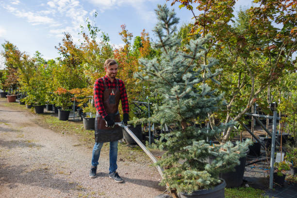 Best Stump Grinding and Removal  in Red Wing, MN