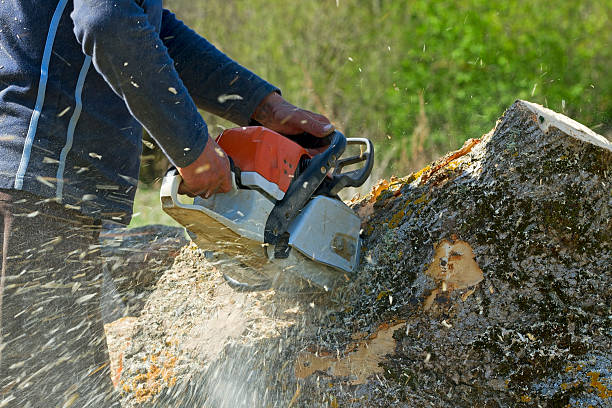 How Our Tree Care Process Works  in  Red Wing, MN